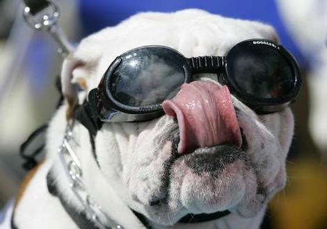 Bulldog1_gallery__470x329