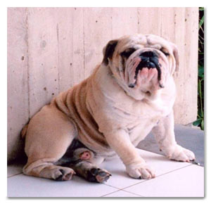 bulldog