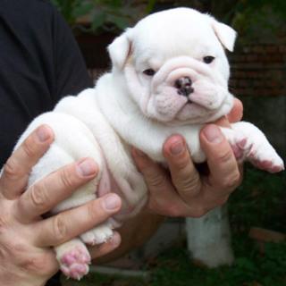 bulldog_inglese_cuccioli_di9